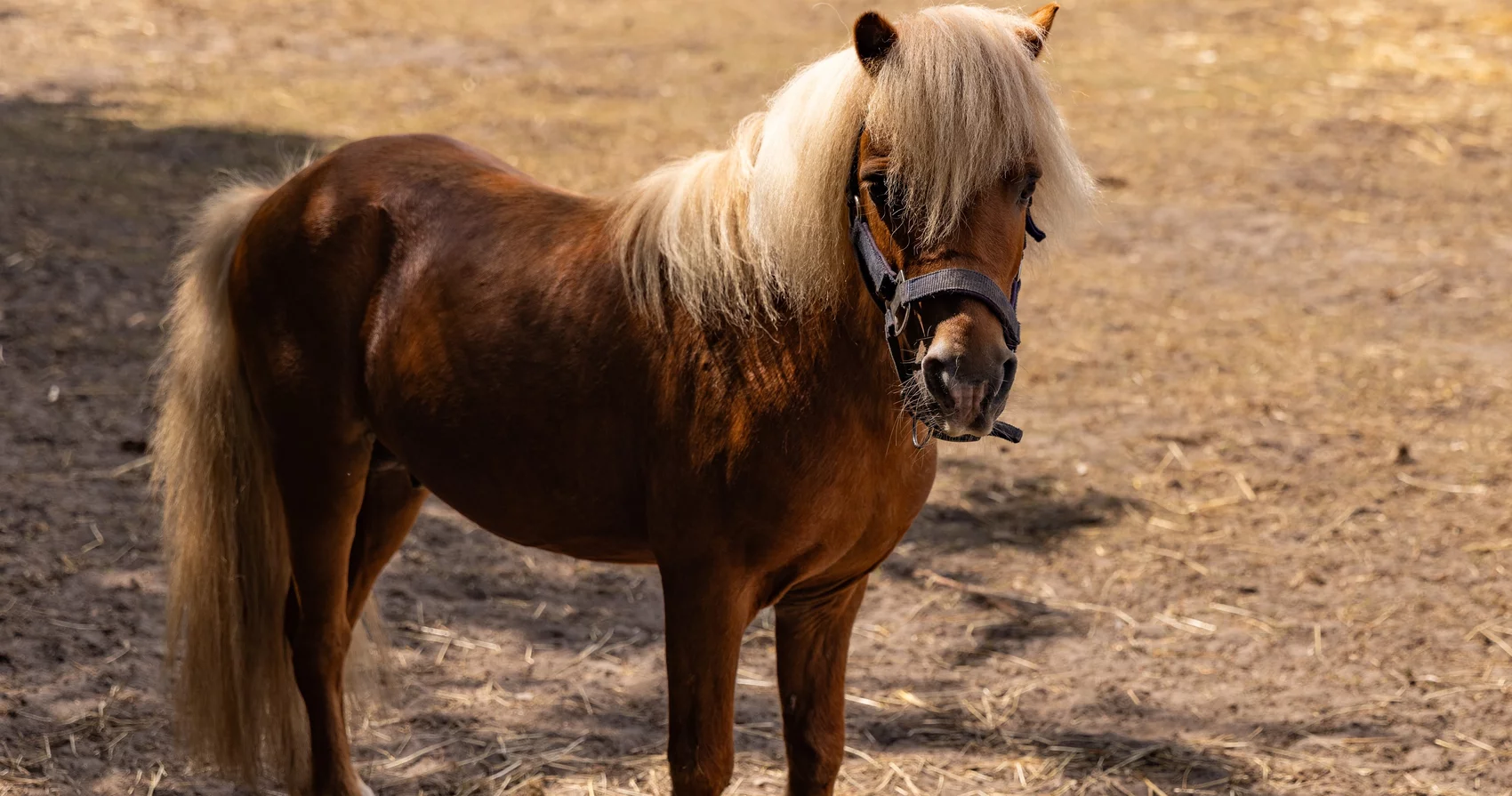 Shetland-Pony