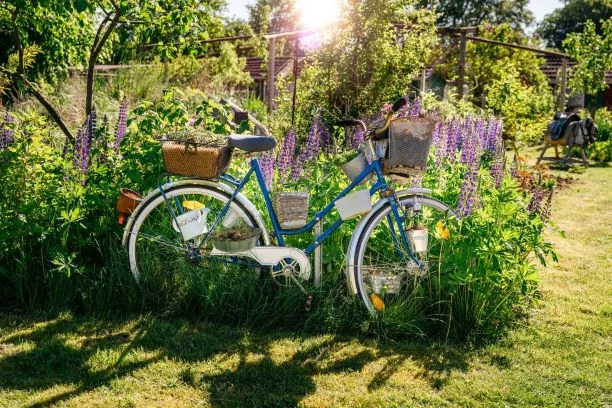 Fahrrad von Lupinen eingewachsen