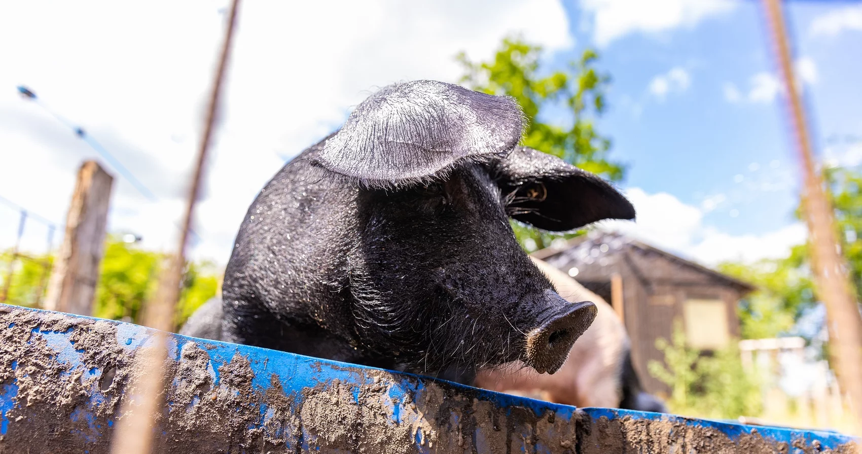 Schwein im Seitenprofil