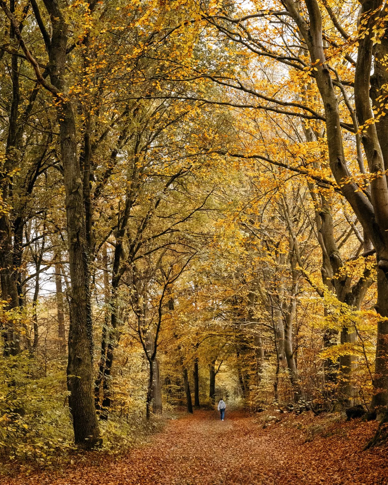 Wanderer in Herbstwald