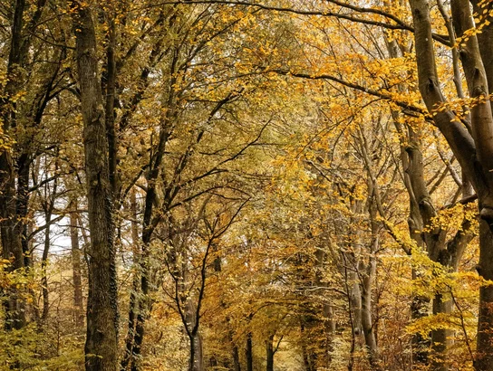 Wanderer in Herbstwald Wanderer in Herbstwald