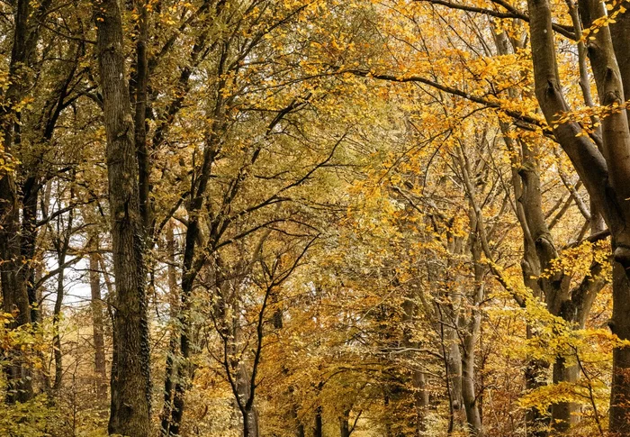 Wanderer in Herbstwald