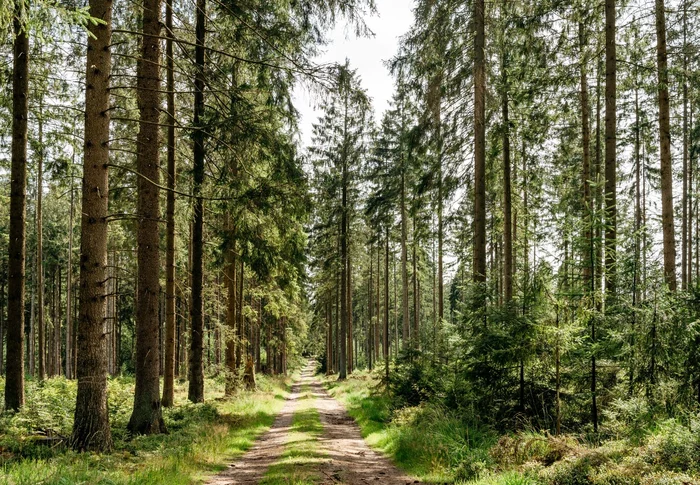 Weg durch Tannenwald im Sonnenlicht