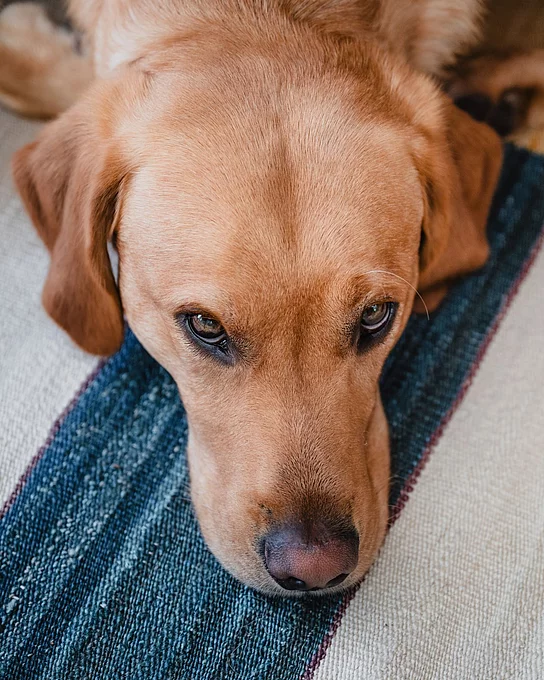 Kopf eines blonden liegenden Labradors