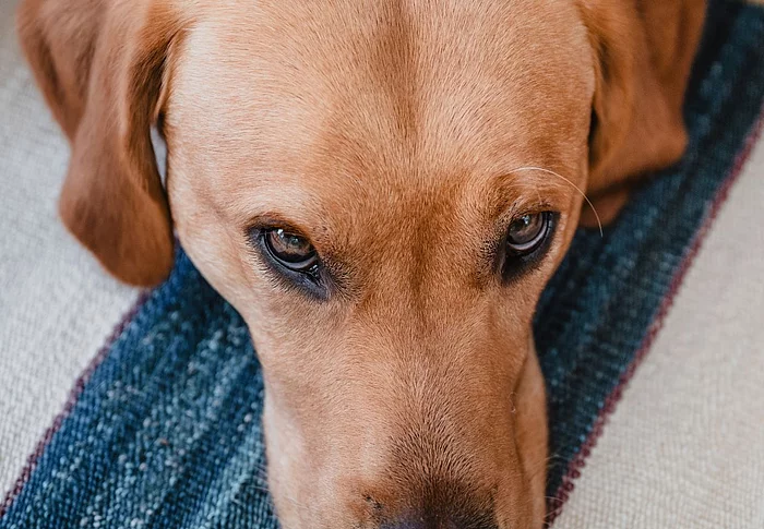 Kopf eines blonden liegenden Labradors