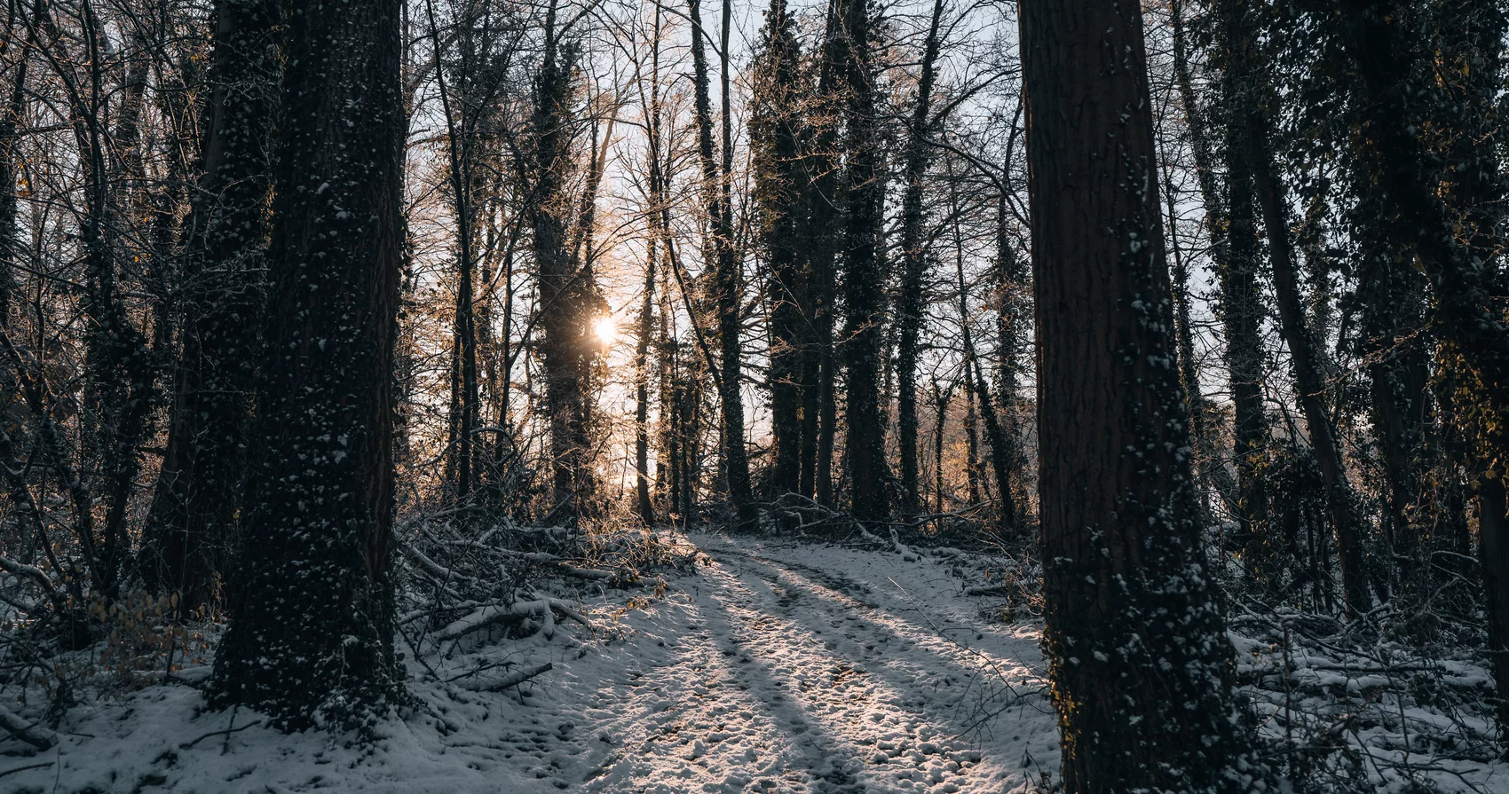 Winterwald im Abendlicht