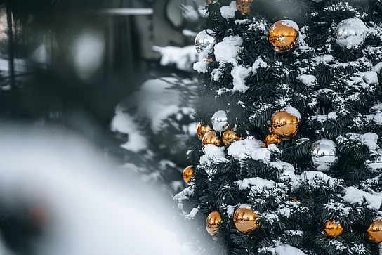 Ausschnitt verschneiter Tanne mit goldenen Kugeln