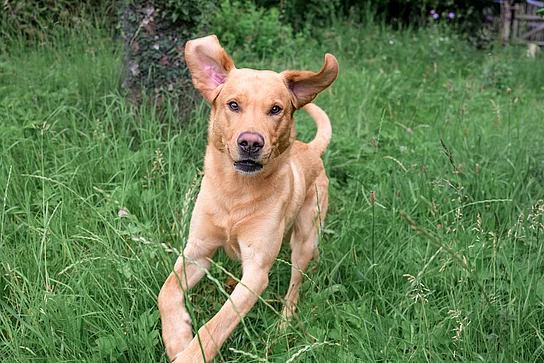 Blonder Labrador läuft im Gras entgegen