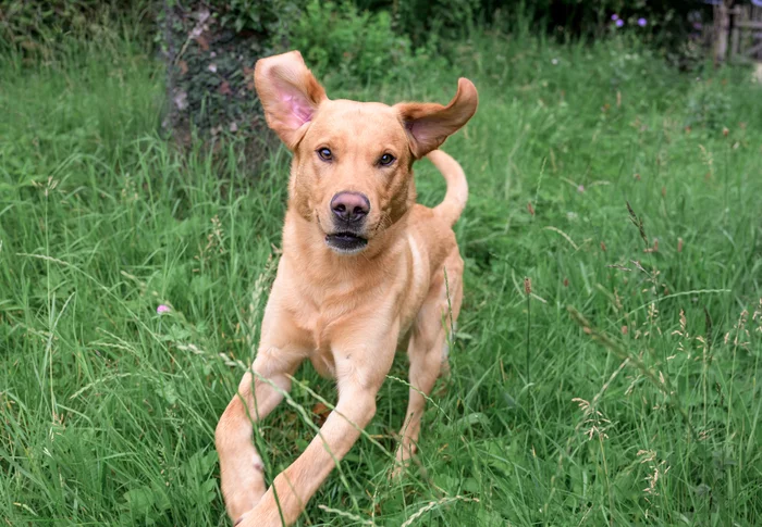 Blonder Labrador läuft im Gras entgegen