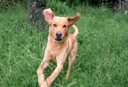 Blonder Labrador läuft im Gras entgegen