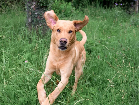 Blonder Labrador läuft im Gras entgegen