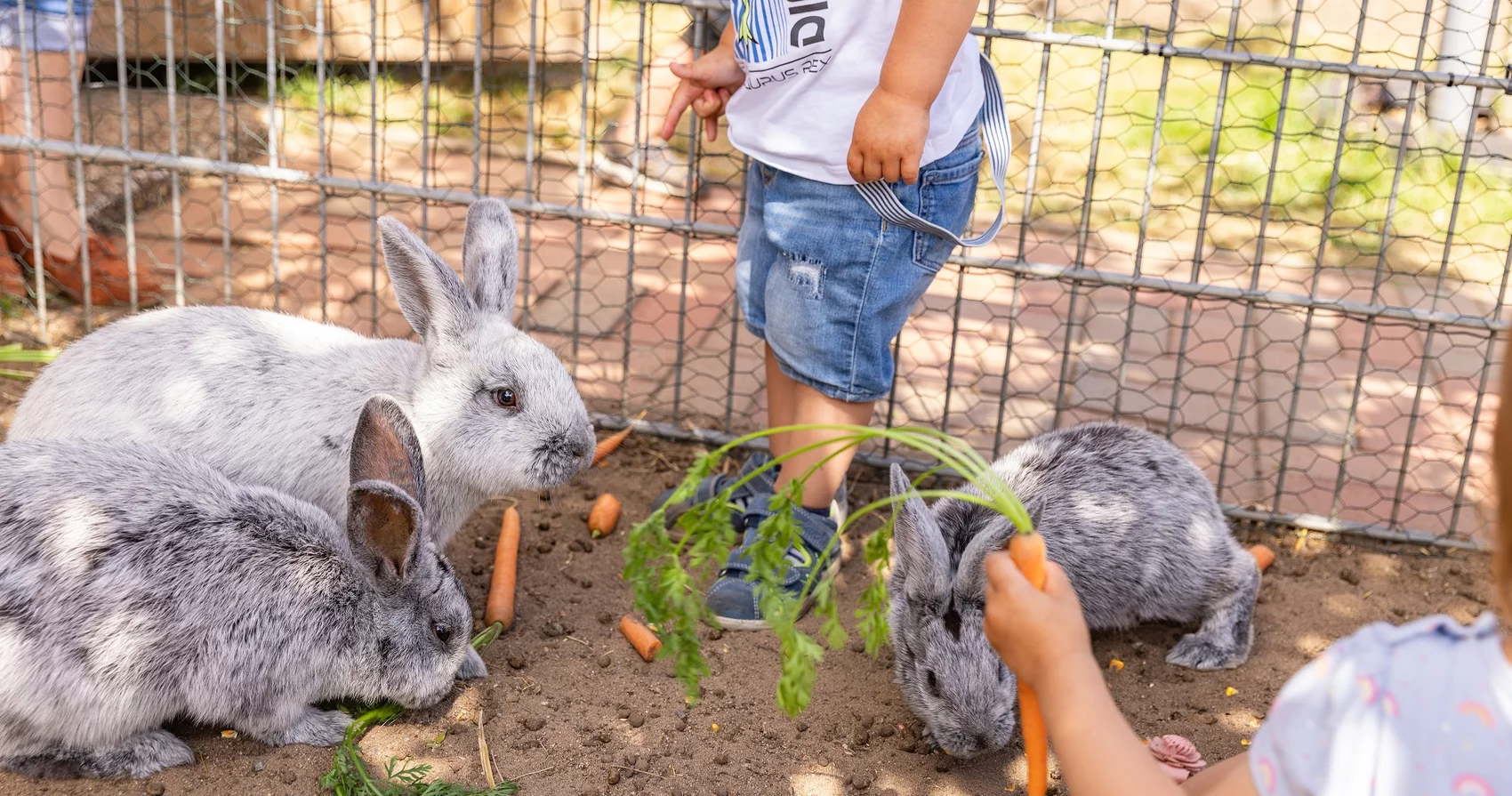 Kinder füttern Kaninchen