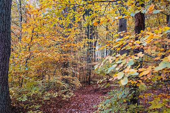 Blick auf einen schmalen laubbedeckten Pfad durch herbstlichen Wald