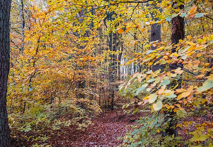 Blick auf einen schmalen laubbedeckten Pfad durch herbstlichen Wald