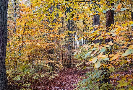 Blick auf einen schmalen laubbedeckten Pfad durch herbstlichen Wald