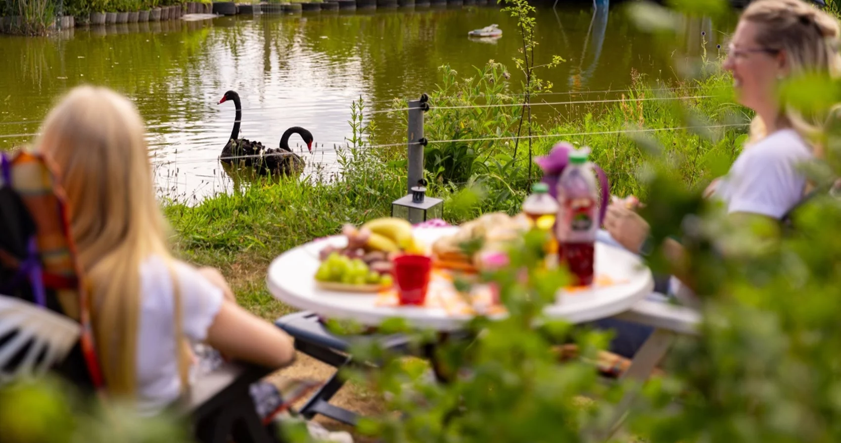Picknick mit Blick auf Trauerschwäne auf Teich