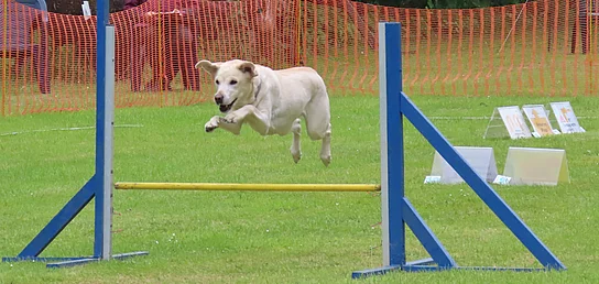 Hund springt über niedrige Hürde