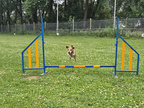 Hund springt über niedrige Hürde auf Wiese