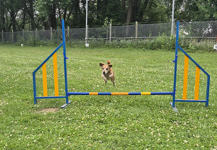 Hund springt über niedrige Hürde auf Wiese