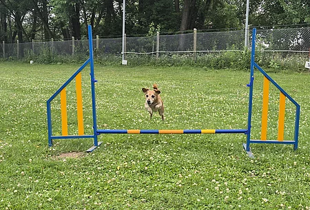 Hund springt über niedrige Hürde auf Wiese