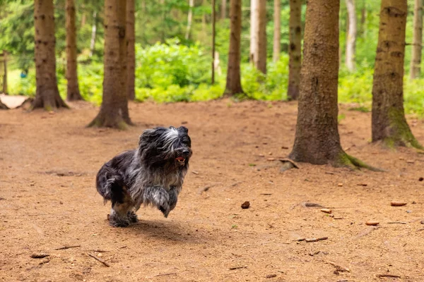 Rennender Hund im Wald