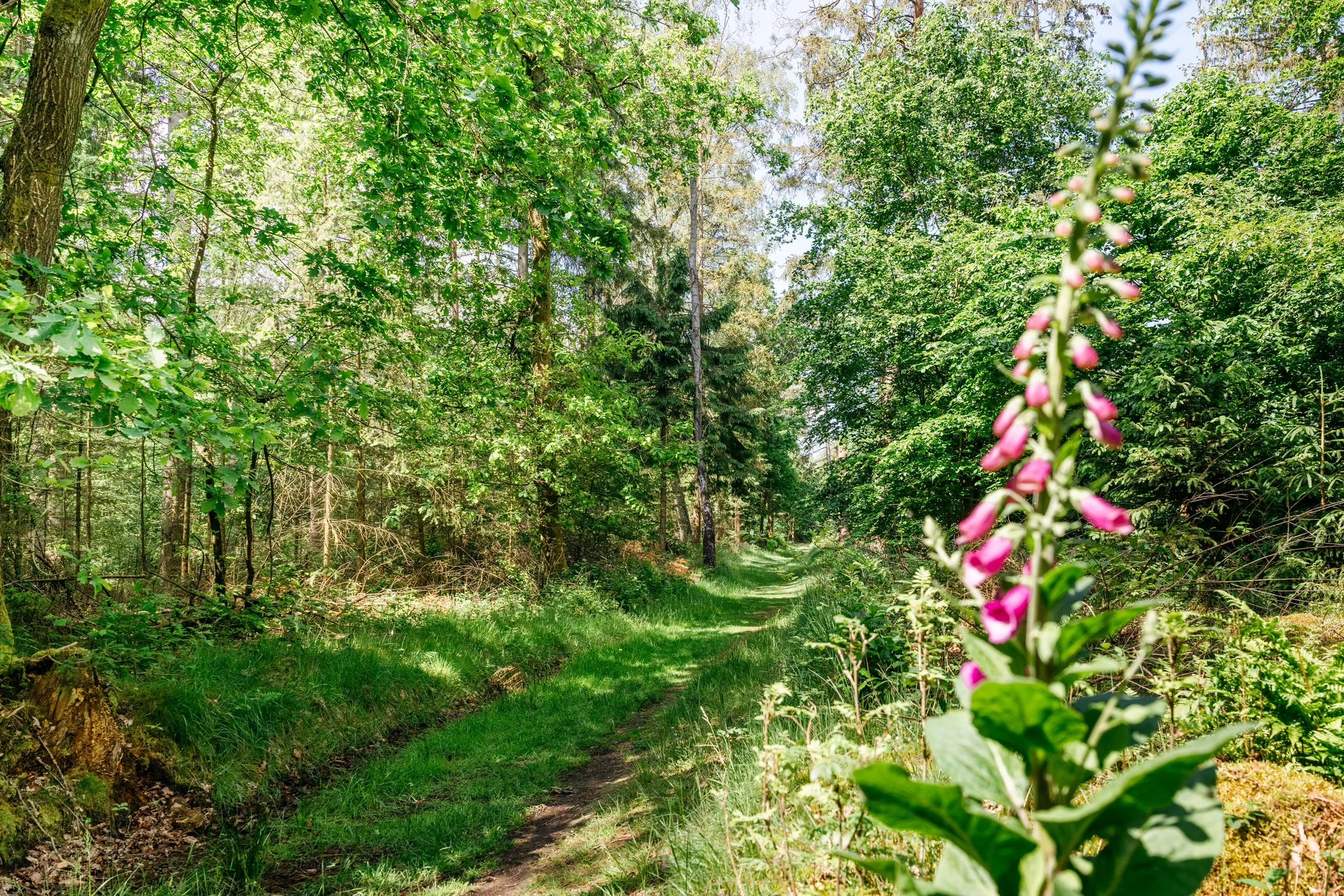 Wald mit Fingerhut im Vordergrund