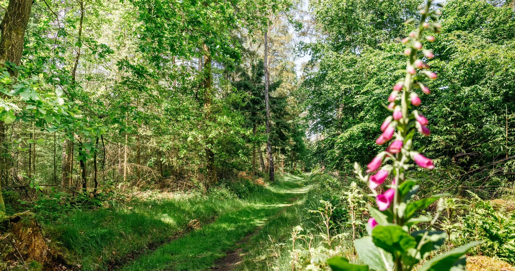 Wald mit Fingerhut im Vordergrund